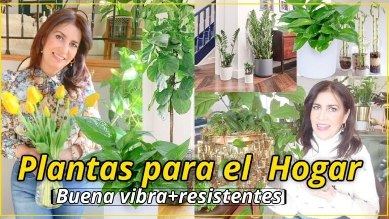 Terrazas vibrantes: Cortinas llenas de color