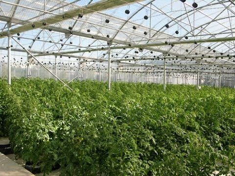 Cortinas de cristal: Mejorando el rendimiento de los cultivos