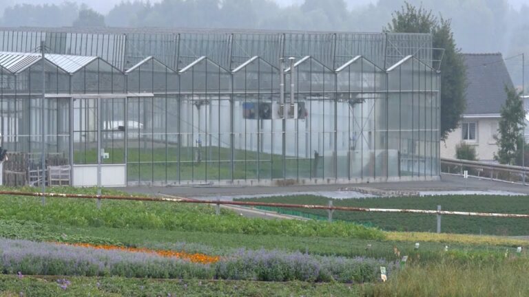 Invernaderos acristalados: la solución ideal para el cultivo de plantas